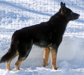 Remington