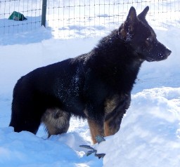 Remington