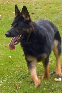 Alexis vom Birken Wald