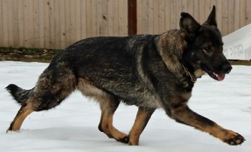 east german line german shepherd